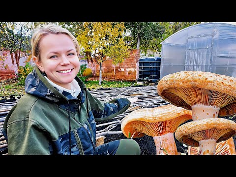 Видео: В ДЕРЕВНЕ БЫЛ СЛОЖНЫЙ ГОД, НО УРОЖАЙ НАС УДИВИЛ: рецепт, секрет сбора грибов и как сохранить овощи.