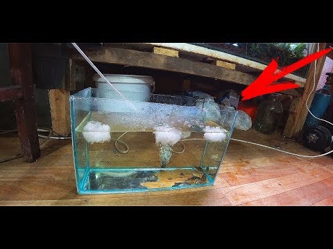 Видео: ЗАБРОСИЛ СНЕГ В АКВАРИУМ!!!