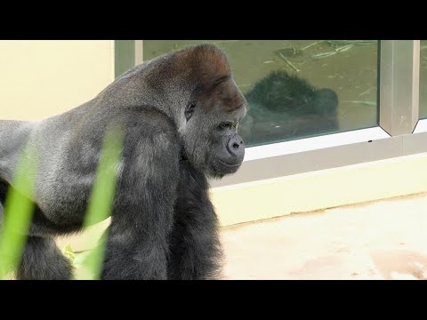Видео: Шабани и Ай очень переживают за Нене｜Shabani Group