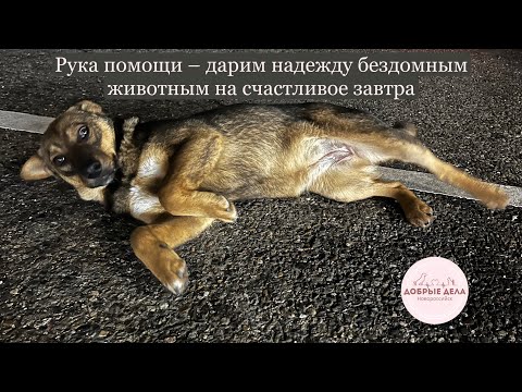 Видео: Рука помощи - дарим надежду бездомным животным на счастливое завтра