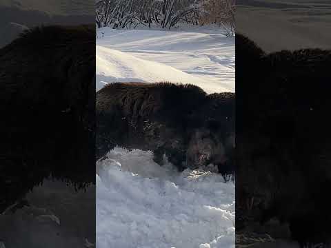 Видео: Бой кабанов