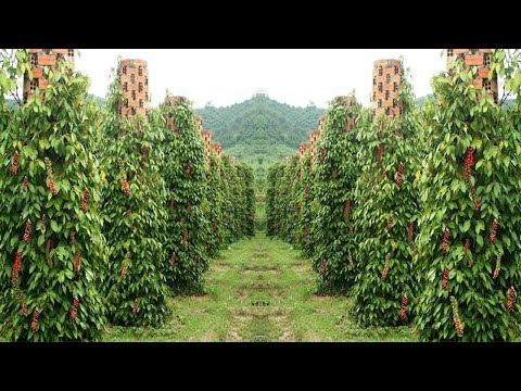 Видео: СОВРЕМЕННАЯ ФЕРМА ПО ВЫРАЩИВАНИЮ ЧЕРНОГО ПЕРЦА В КАМБОДЖЕ — КАК ВЫРАЩИВАТЬ И СОБИРАТЬ ЧЕРНЫЙ ПЕРЕЦ