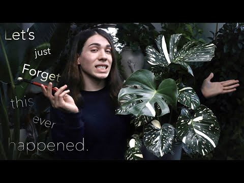 Видео: Почему Thai Constellation от Costa Farms так и не появился | Что теперь?