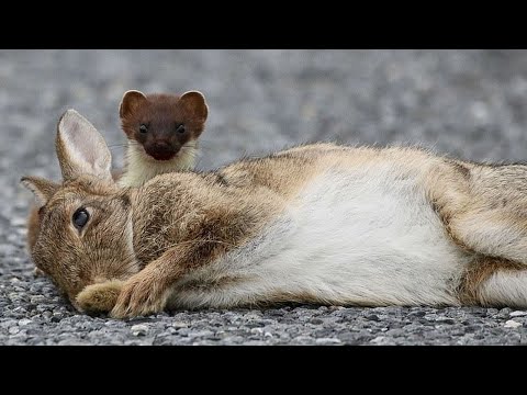 Видео: Горностай -  хитрый дружок ласки и дальний родственник медоеда! Горностай против зайцев, кроликов...