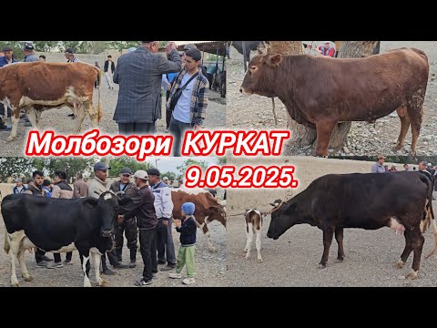Видео: МОЛБОЗОРИ КУРКАТ ОЧА БАЧА ЭЛИТА БУКАЧАХО НИГОХБОРИ ГУНОЧИНХОИ НИГОХБОРИ