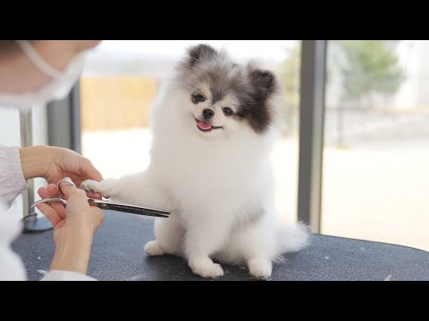 Видео: Малыш Панда, что ты здесь делаешь?🐼