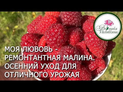 Видео: Осенний уход за ремонтантной малиной: мой личный опыт