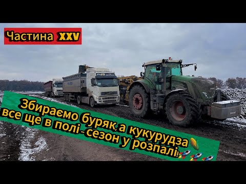 Видео: Збираємо цукровий буряк, а кукурудза все ще в полі - сезон 2024 у розпалі!