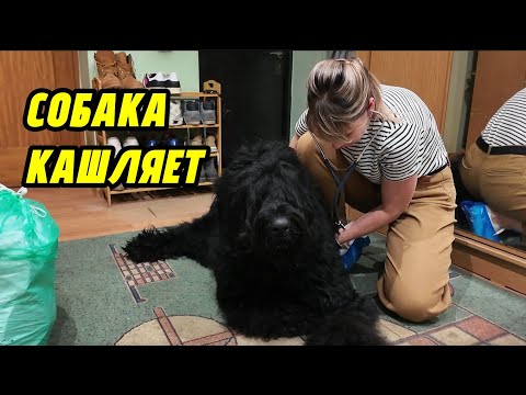Видео: Собака кашляет