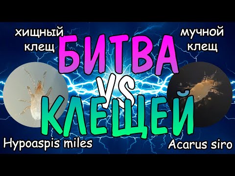 Видео: БИТВА КЛЕЩЕЙ. ХИЩНЫЙ VS МУЧНОЙ. Hypoaspis miles VS Acarus siro