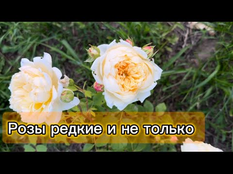 Видео: Цветут редкие розы. Первая волна цветения в Подмосковье