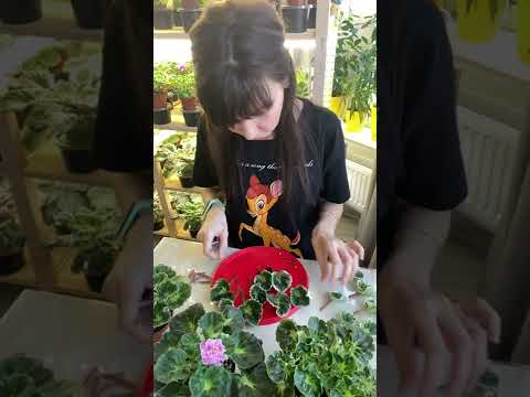 Видео: Стандартные girl(гёрл) сорта. Посадка листа фиалки сразу в грунт.
