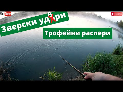 Видео: Трофейни распери в мъглата / Big Asp`s in the fog