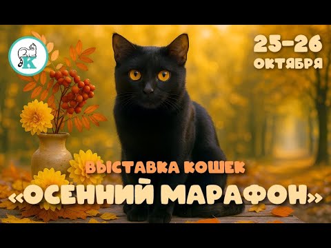 Видео: Выставка кошек в Санкт-Петербурге "Осенний марафон" 25 октября 2025, КЛК «Котофей»