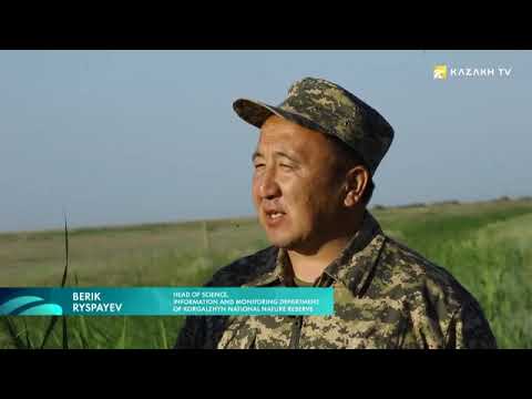 Видео: Қорғалжын табиғи қорығы