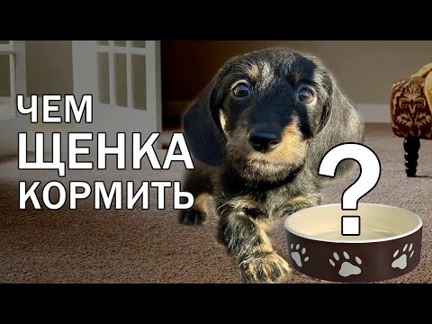 Видео: Как кормить щенка  | Такса миниатюрная жесткошерстная