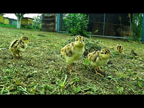Видео: МАЛЕНЬКИЕ ФАЗАНЯТА, У МЕНЯ ПОЛУЧИЛОСЬ! ИЗ ДИКИХ ФАЗАНОВ В МАЛЕНЬКИХ ДОМАШНИХ!