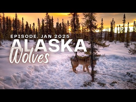 Видео: Отлов волков / Эпизод за январь 2025 г. #отлов