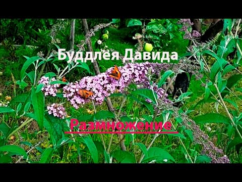 Видео: Буддлея Давида, размножение зелёными черенками. Buddleja Davidi