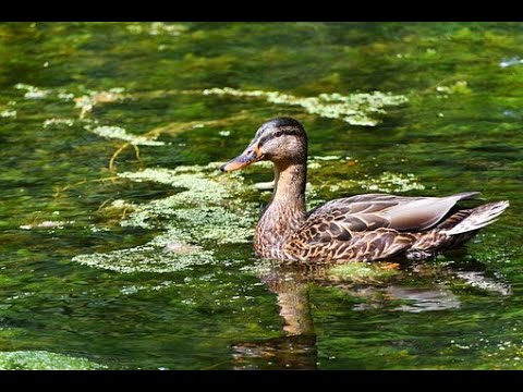 Видео: Охота на Утку с подхода 3 2021г.