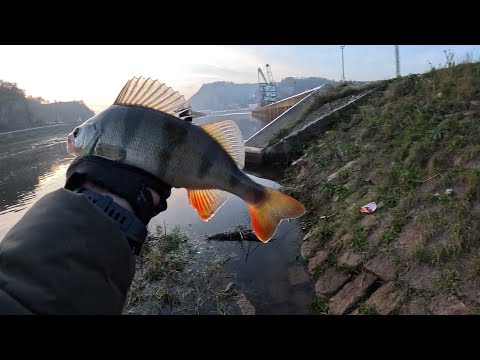 Видео: Закат, порт и надежда на трофей (опять)