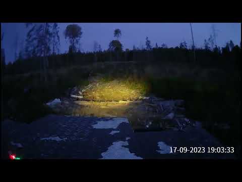 Видео: Охота на лося на реву ,как она есть . Моя самая быстрая охота на реву .