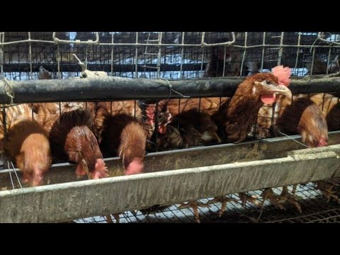 Видео: UY SHAROITIDA OYIGA 200$ DAROMAD TOVUQ BOQISH BIZNES //ТОВУК БОКИШ БИЗНИСИ ОЙИГА 200$ ДАРОМАД