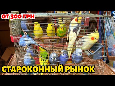Видео: Староконный рынок 🦜 Цены |  #блошиныйрынок #базар #попугай #грызуны #рыба