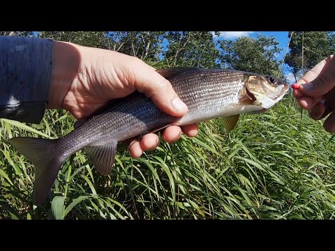 Видео: Спиннинг на лесной речке в Новгородской области