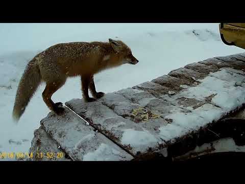 Видео: Лиса обедает с экскаваторщиком.