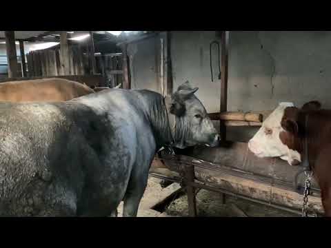 Видео: Бұқа бордақылау жылқы сойдық