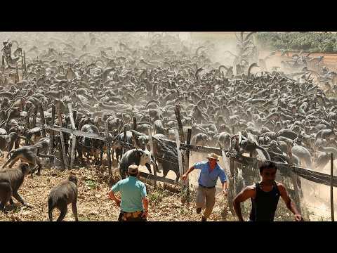 Видео: Они ОРГАНИЗОВАННЫ как армия! Обезьяны с вирусом B контролируют 600 км²