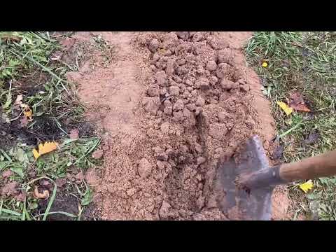 Видео: 03.11.25. Проживаю совместно с … птичками! 😀 И сажаю сосны. 