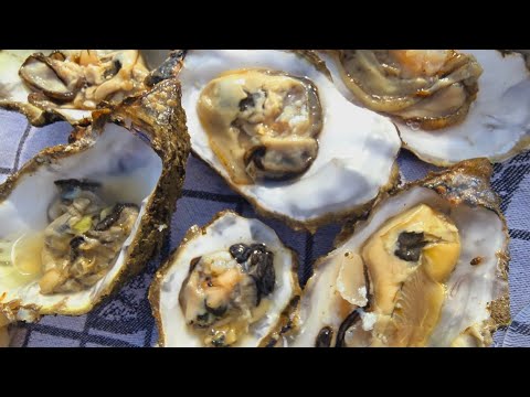 Видео: Устричный рай Нидерландов, Зеландия и Сахалину привет