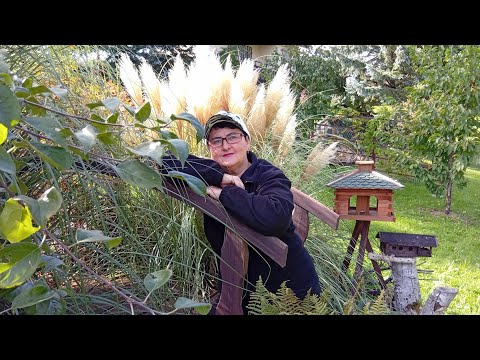 Видео: ПОКАЗЫВАЮ,КАК ДЕЛЮ И РАССАЖИВАЮ ХОСТУ 🌱🙋 НОВАЯ ГОРТЕНЗИЯ 👍