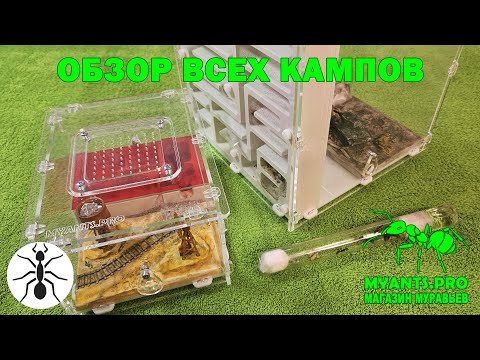 Видео: Обзор всех колоний моих кампов (Camponotus singularis, Camponotus castaneus, Camponotus arrogans)