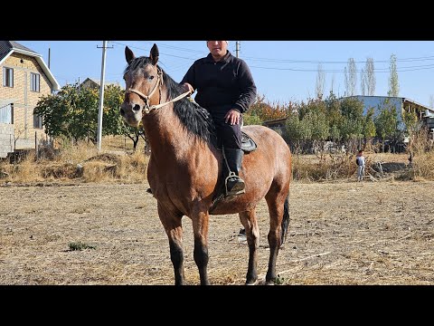 Видео: ЖООН ЧӨӨКАР 