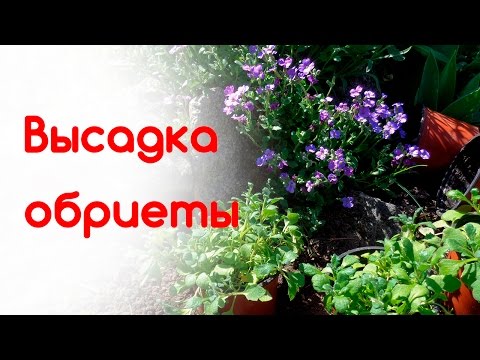 Видео: Высадка рассады обриеты в открытый грунт
