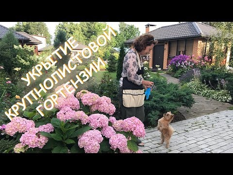 Видео: Укрытие Крупнолистовой Гортензии / Сад Людмилы Кудасовой