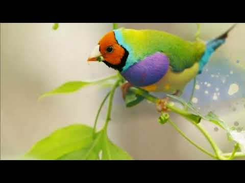 Видео: ЖАСЫЛ ҚҰС. Яссауи жайлы қиссалар..