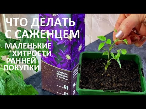 Видео: ОБЯЗАТЕЛЬНО СДЕЛАЙТЕ ЭТО ПОСЛЕ ПОКУПКИ КЛЕМАТИСА . КАК СОХРАНИТЬ. ПРАВИЛЬНАЯ ПОСАДКА .ВСЁ о ПРИЩИПКЕ