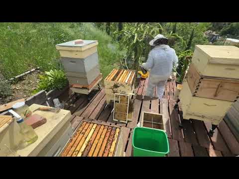 Видео: Самая злющая семья, избавляюсь - angry hive