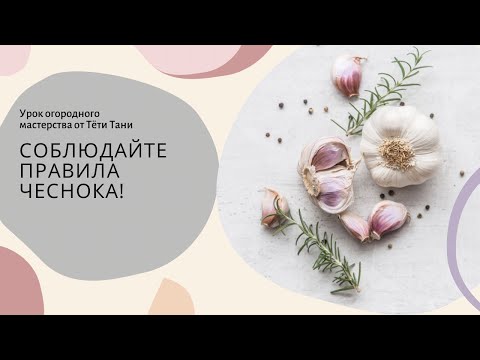 Видео: 588. Чеснок яровой, а под зиму можно посадить?