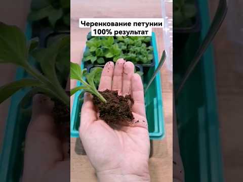 Видео: Черенкование петунии 100% результат. Как черенковать петунию.