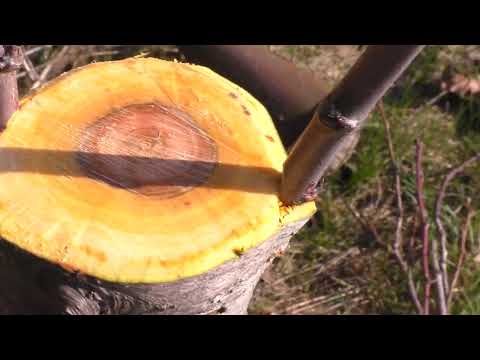 Видео: Прививка сливи, так чи ні