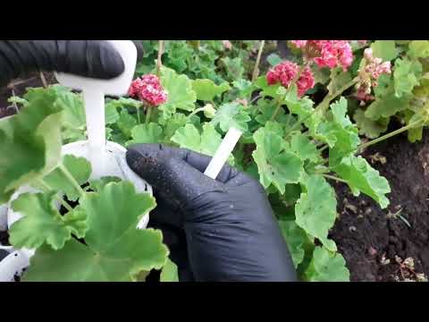 Видео: Черенкование уличных пеларгоний. 18.10.2023г.