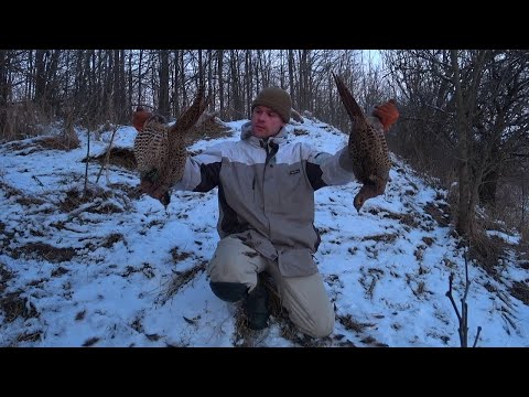 Видео: Вот Как Нужно Ловить Фазанов! Эти Ловушки Работают Всегда