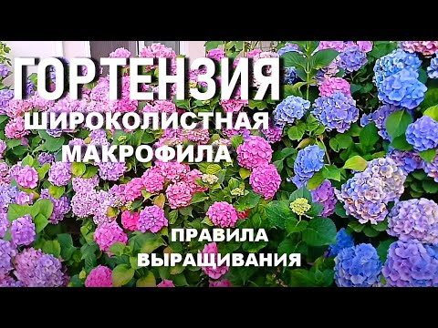 Видео: КАК вырастить ШИРОКОЛИСТНУЮ ГОРТЕНЗИЮ  и сделать ее КОРОЛЕВОЙ САДА?