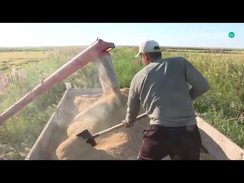 Видео: Агро мекен | Шардарадағы күріш ору науқаны