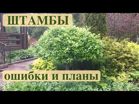 Видео: ШТАМБЫ ИВЫ и БЕРЕЗЫ. ОШИБКИ/ОПЫТ/ПЛАНЫ.